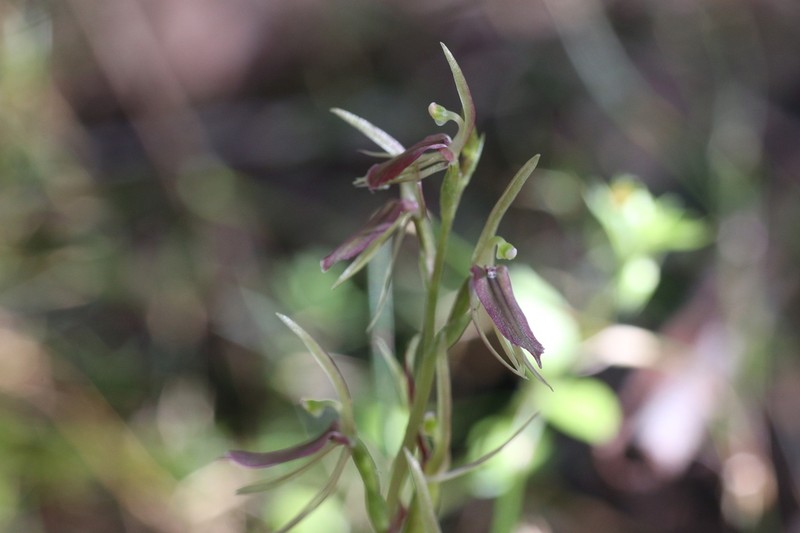 Cyrtostylis huegelii photo 6