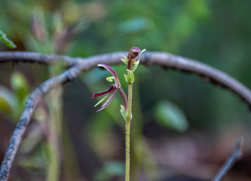 Cyrtostylis huegelii photo 7