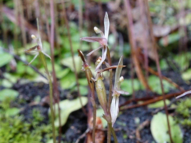 Cyrtostylis oblonga