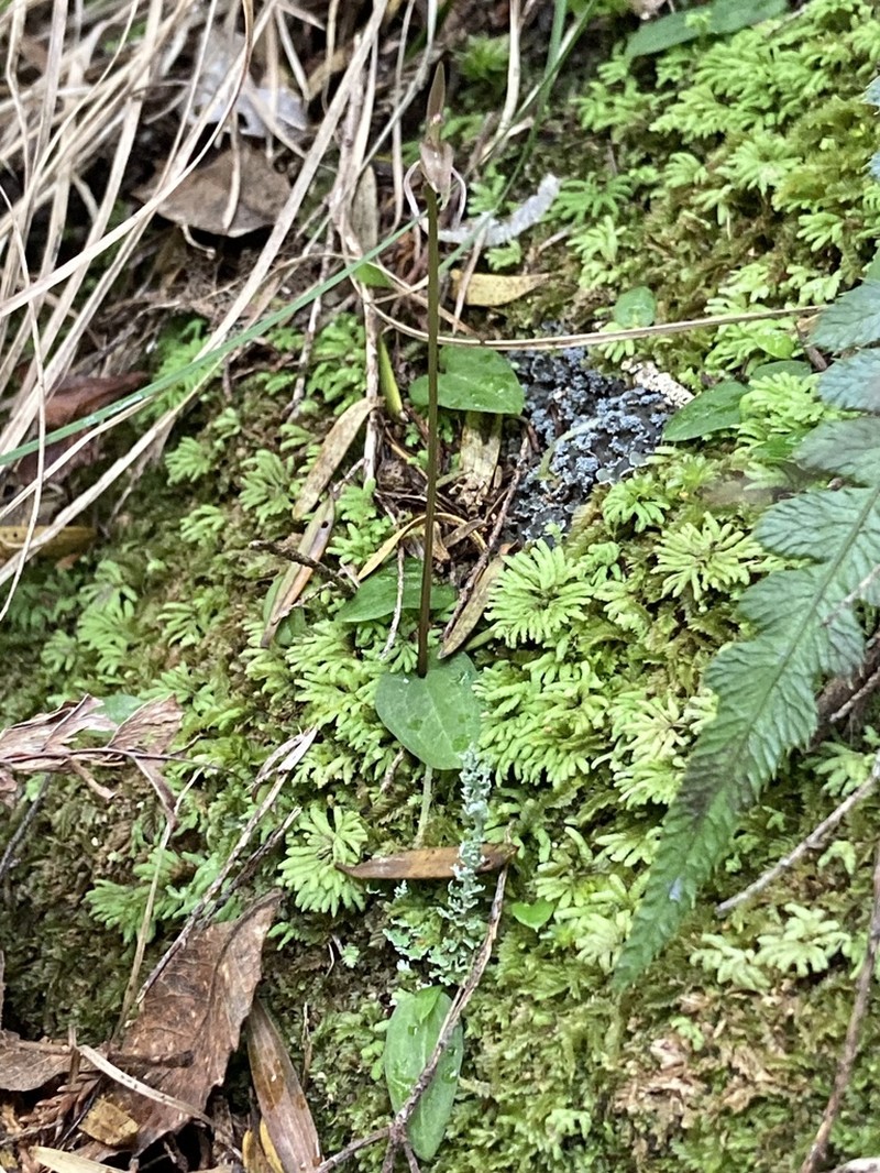 Cyrtostylis oblonga photo 2