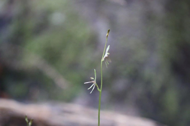 Cyrtostylis oblonga photo 3