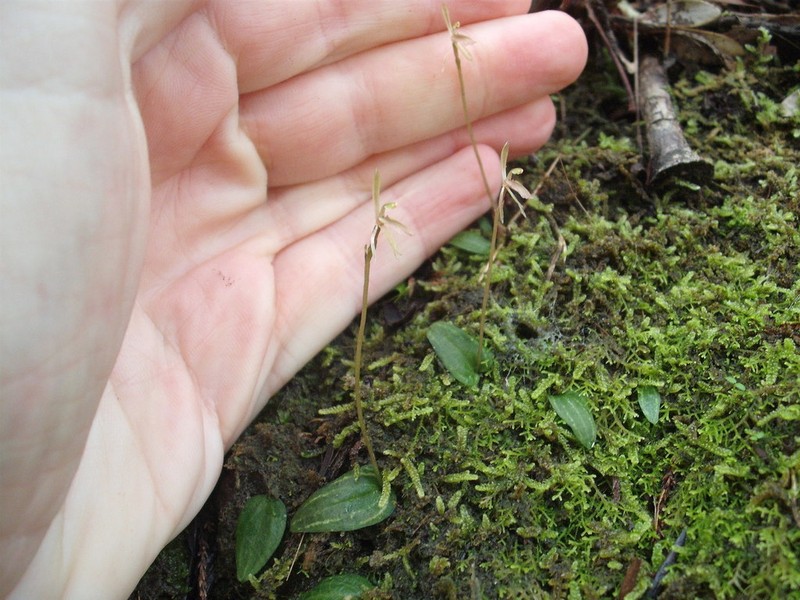 Cyrtostylis oblonga photo 4