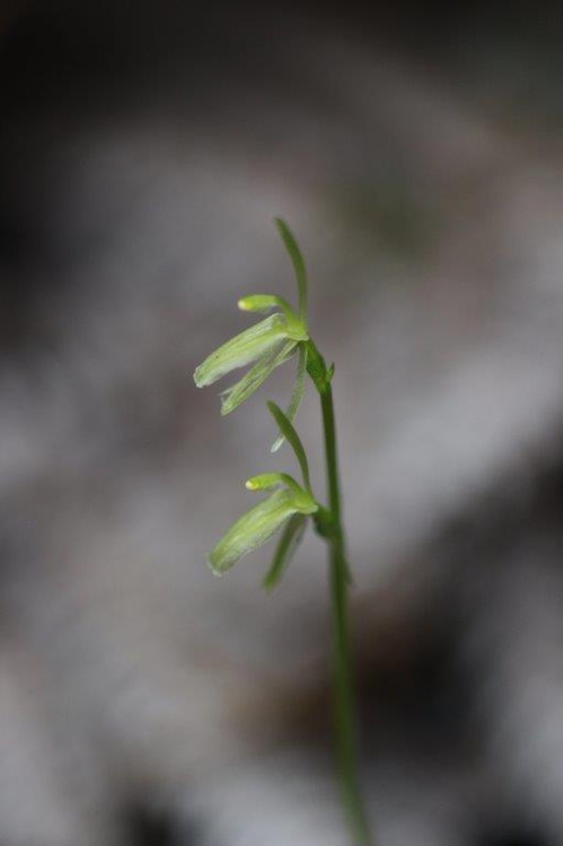 Cyrtostylis oblonga photo 5