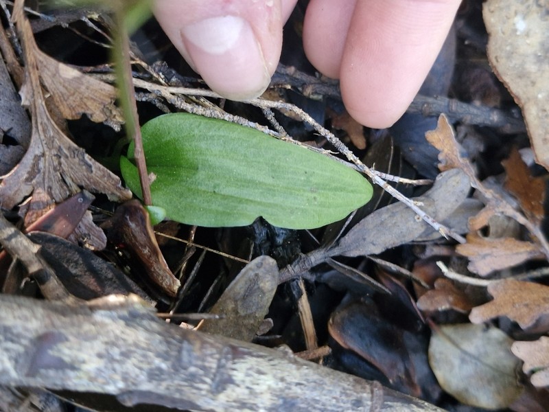 Cyrtostylis oblonga photo 6