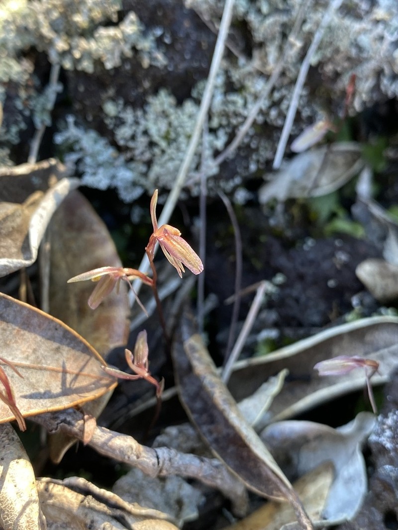 Cyrtostylis oblonga photo 7