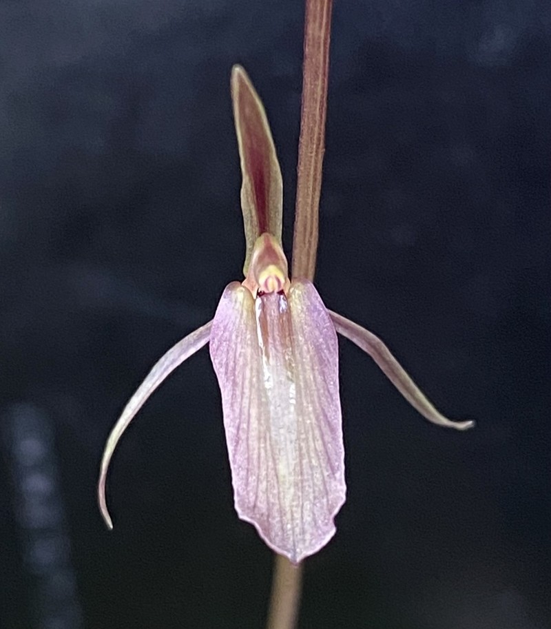Cyrtostylis reniformis photo 2