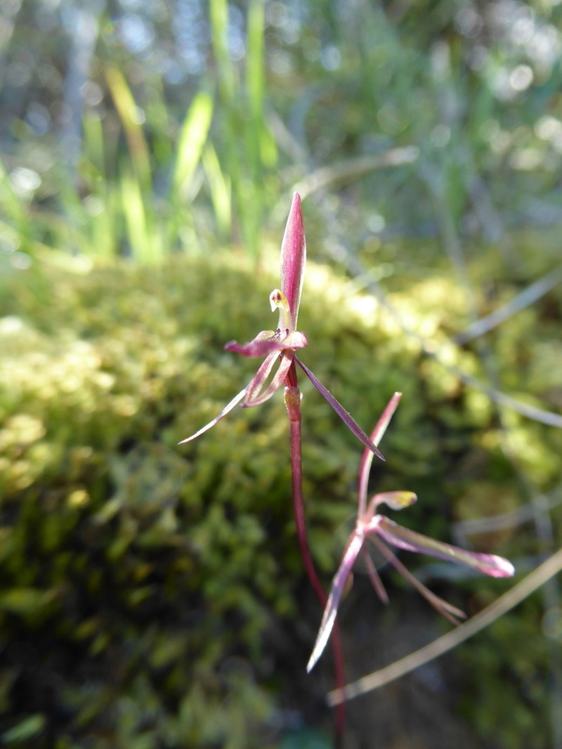 Cyrtostylis reniformis photo 3