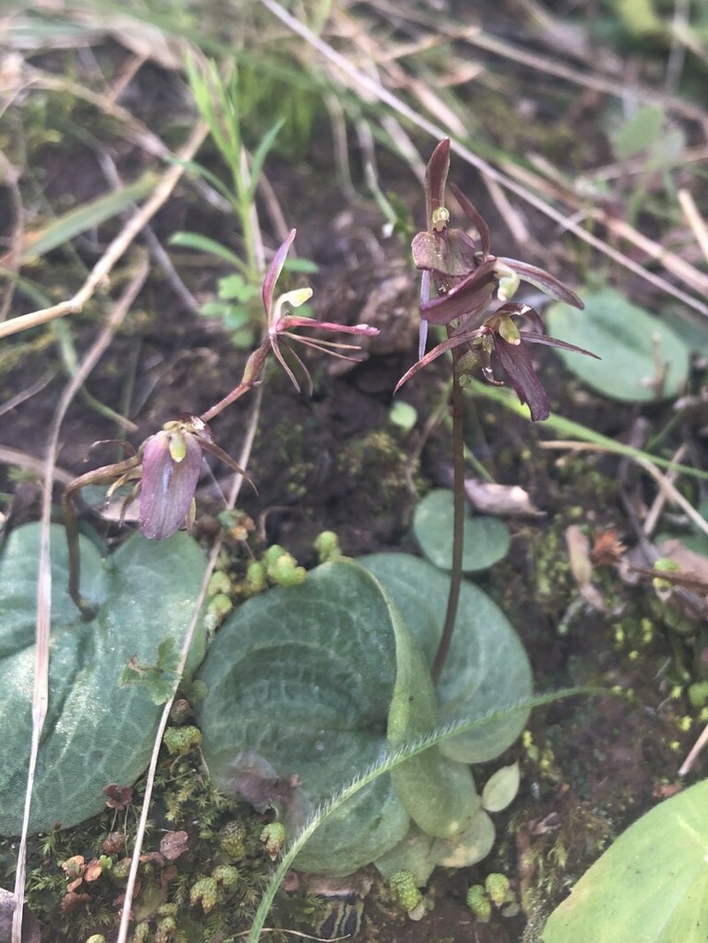 Cyrtostylis reniformis photo 4
