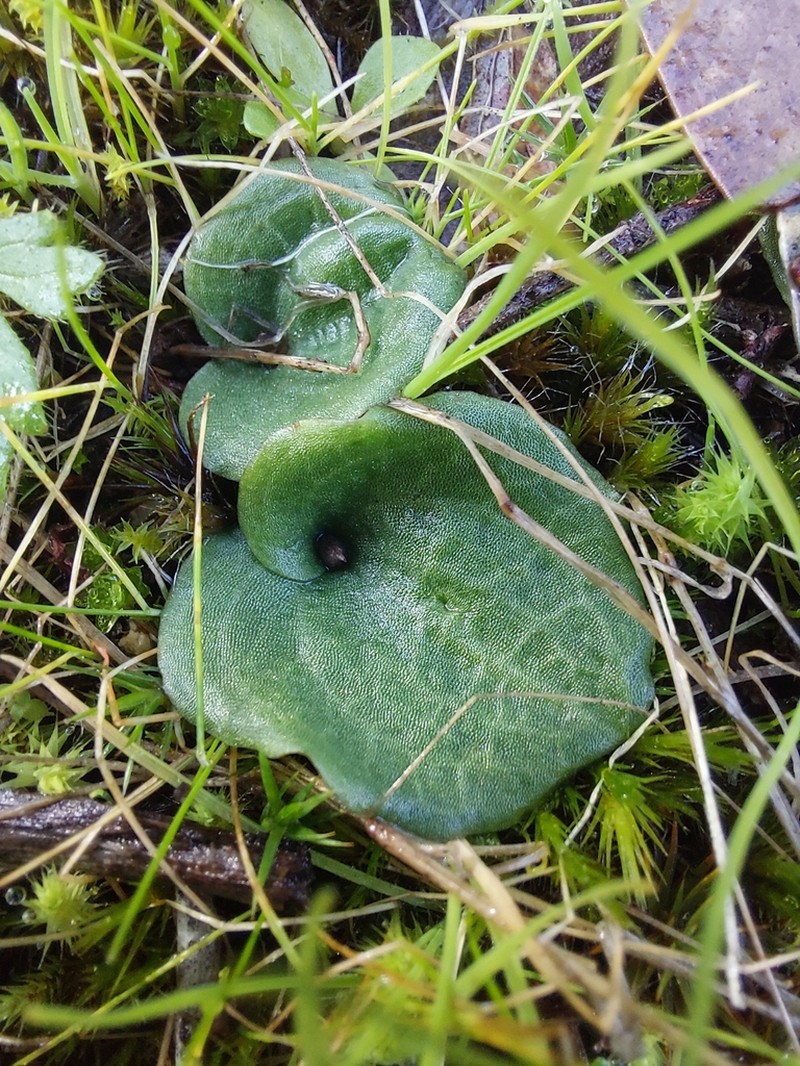 Cyrtostylis reniformis photo 6