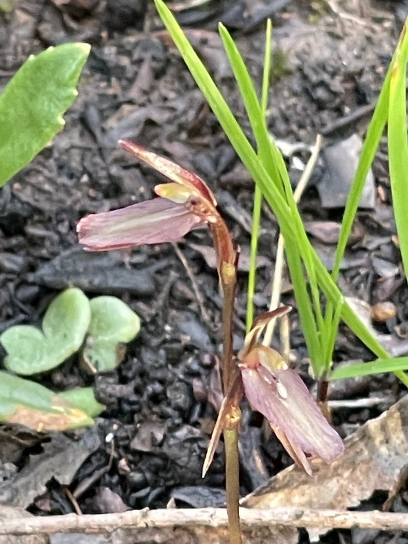 Cyrtostylis reniformis photo 7
