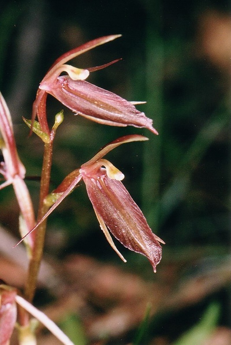 Cyrtostylis robusta
