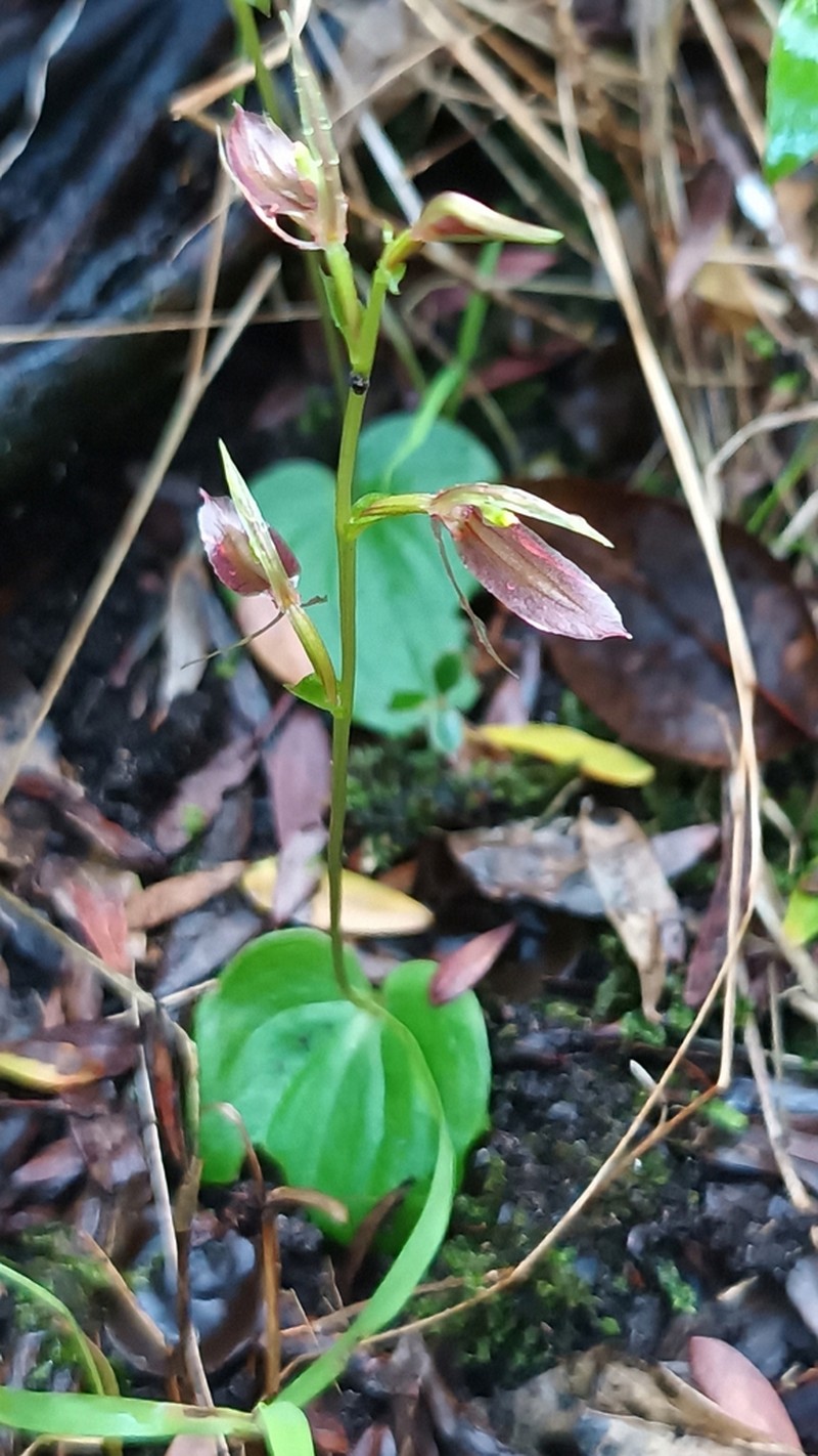 Cyrtostylis robusta photo 2