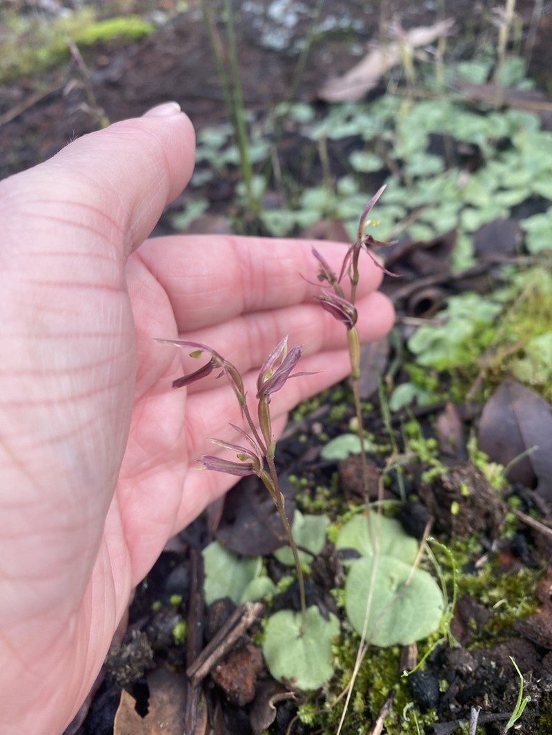 Cyrtostylis robusta photo 3