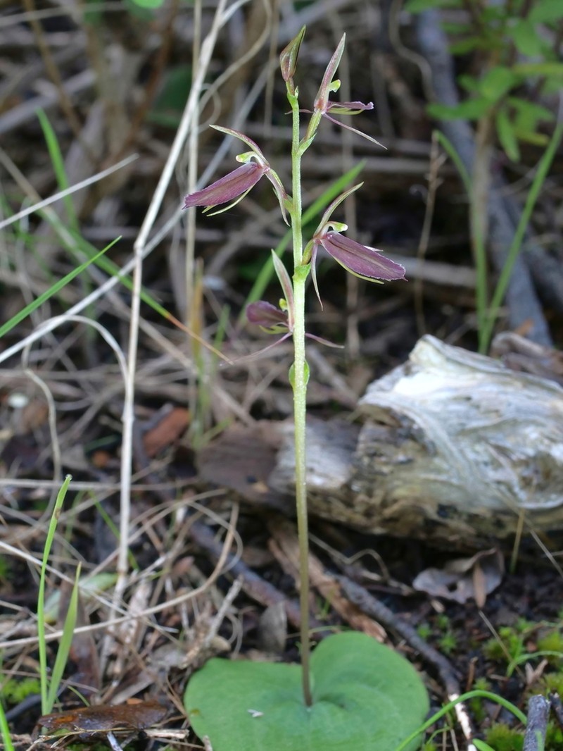 Cyrtostylis robusta photo 4