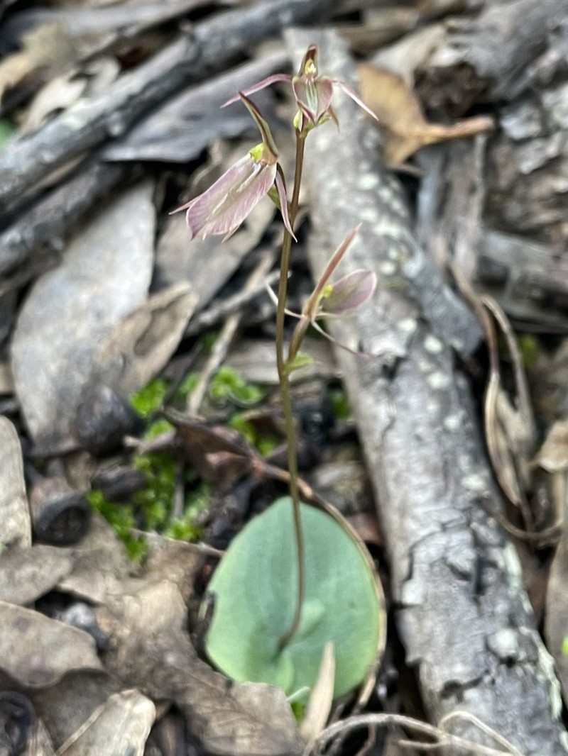 Cyrtostylis robusta photo 5