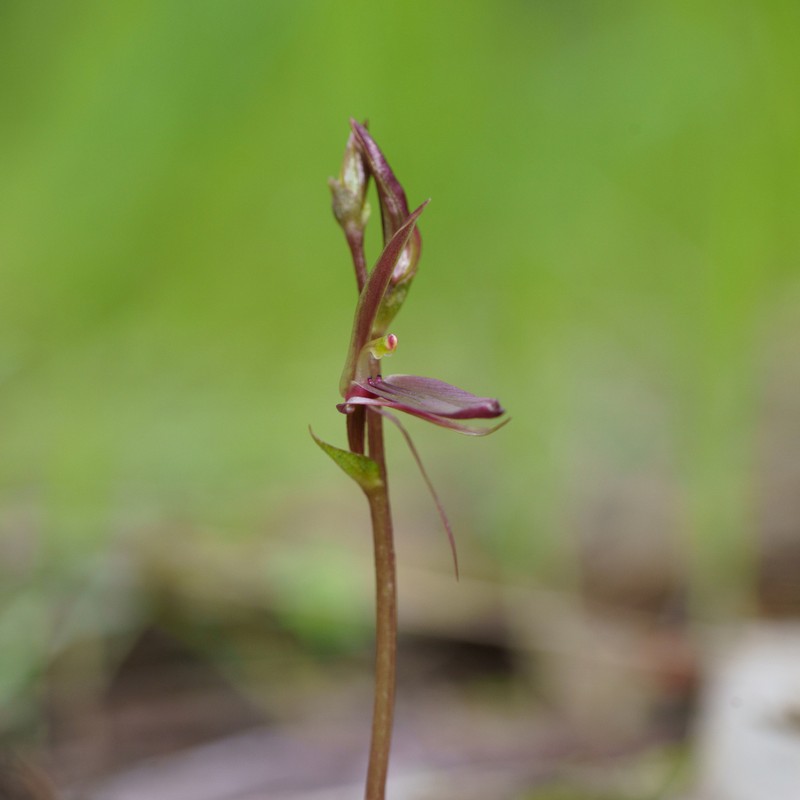 Cyrtostylis robusta photo 6