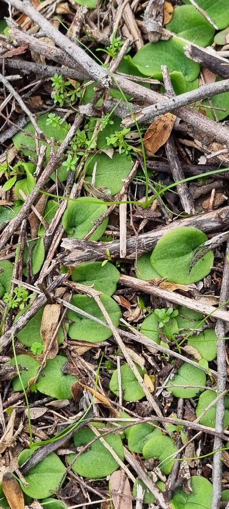 Cyrtostylis robusta photo 7