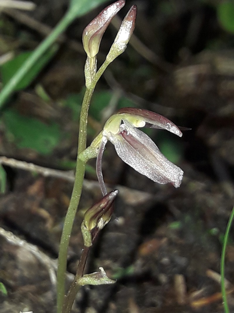 Cyrtostylis rotundifolia