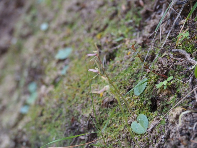 Cyrtostylis rotundifolia photo 2