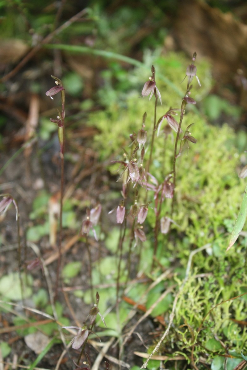Cyrtostylis rotundifolia photo 3