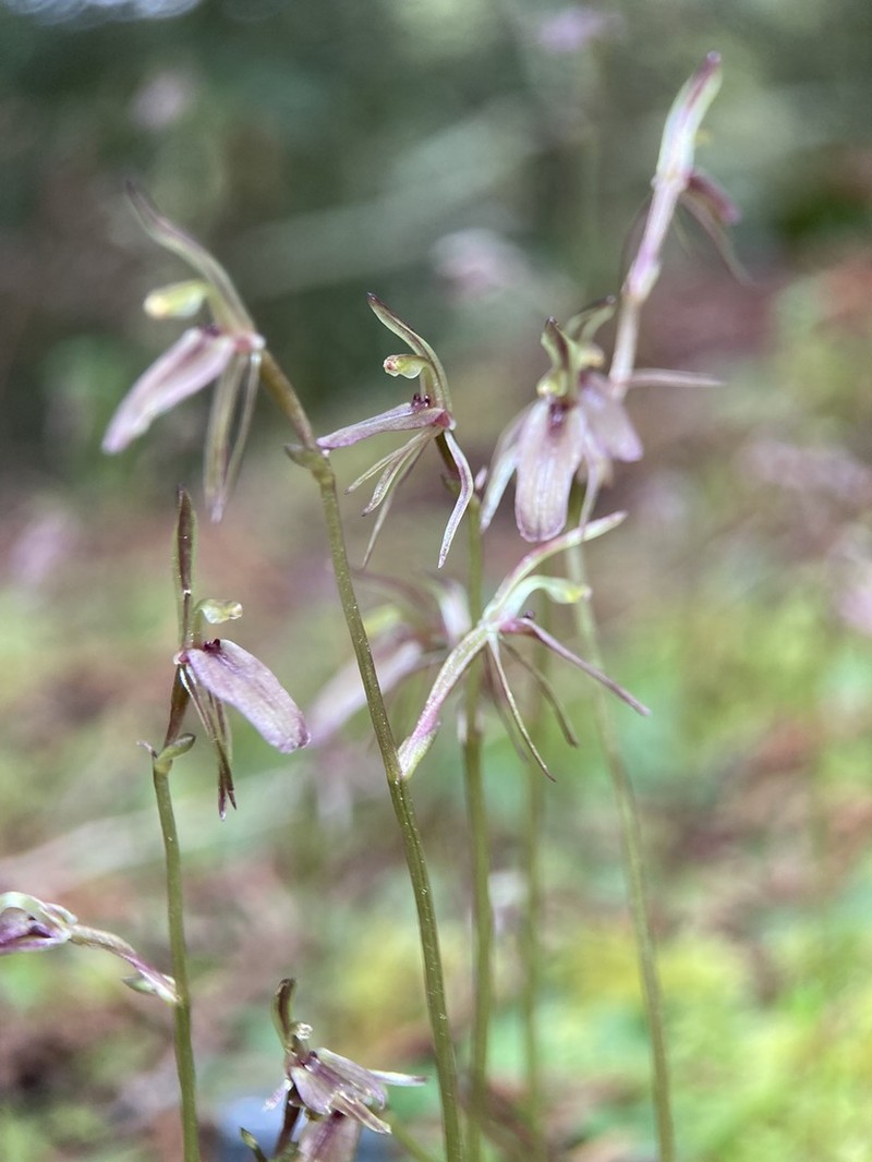 Cyrtostylis rotundifolia photo 4