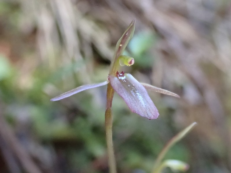 Cyrtostylis rotundifolia photo 5