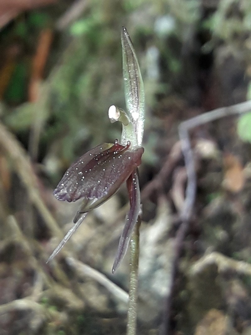 Cyrtostylis rotundifolia photo 6