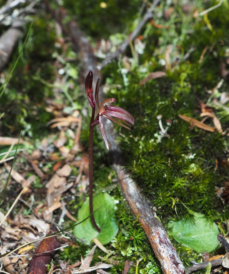 Cyrtostylis rotundifolia photo 7