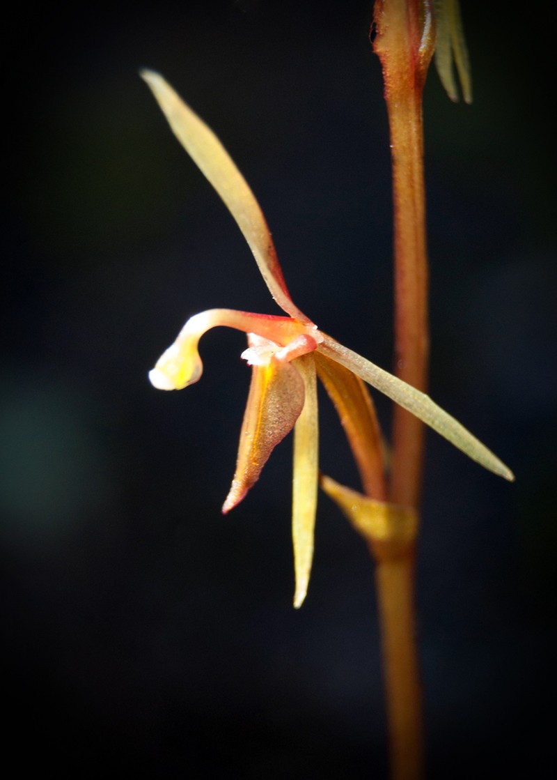 Cyrtostylis tenuissima photo 2