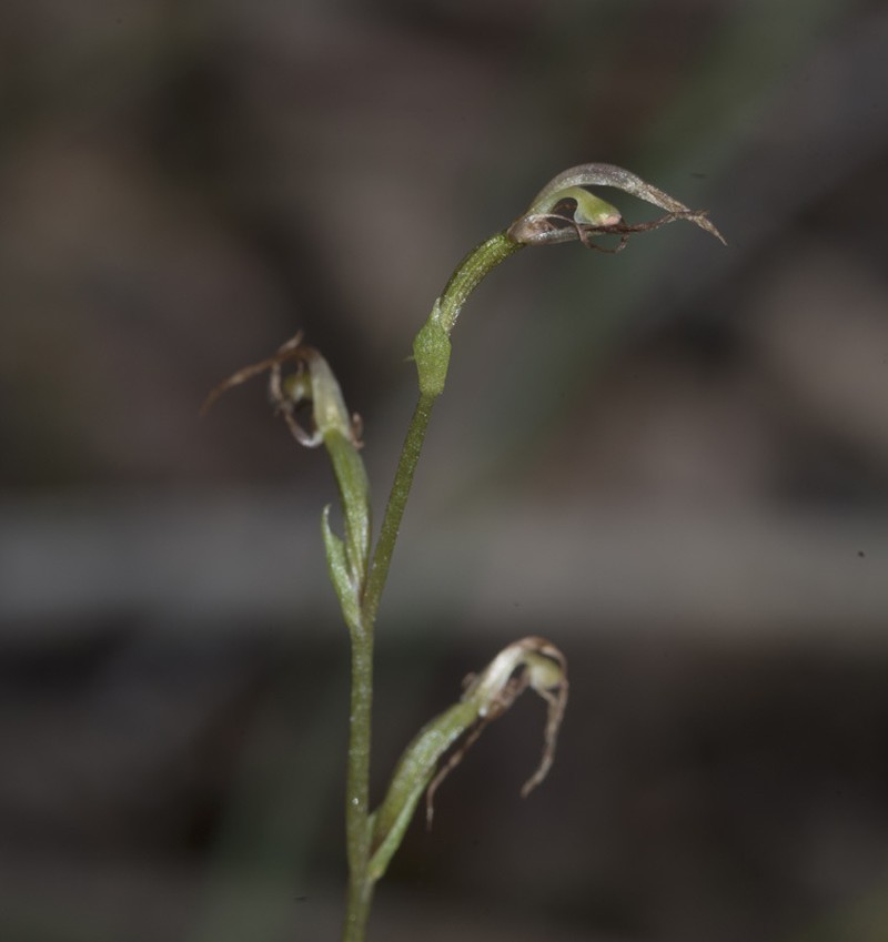 Cyrtostylis tenuissima photo 3