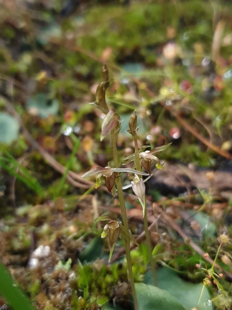 Cyrtostylis tenuissima photo 4