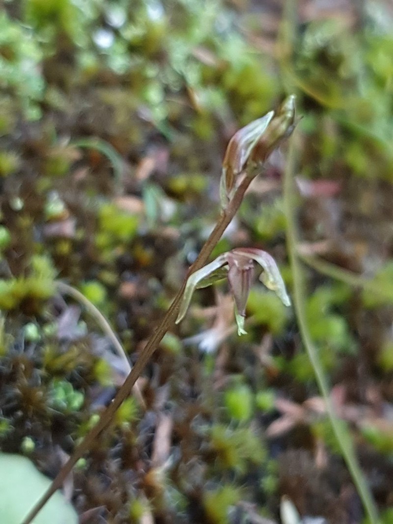 Cyrtostylis tenuissima photo 5