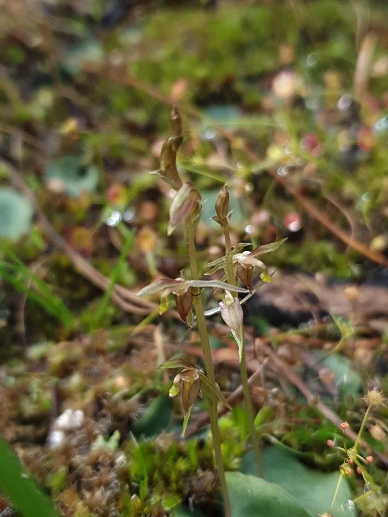 Cyrtostylis tenuissima photo 6
