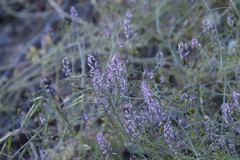 Cysticapnos lichtensteinii photo 2