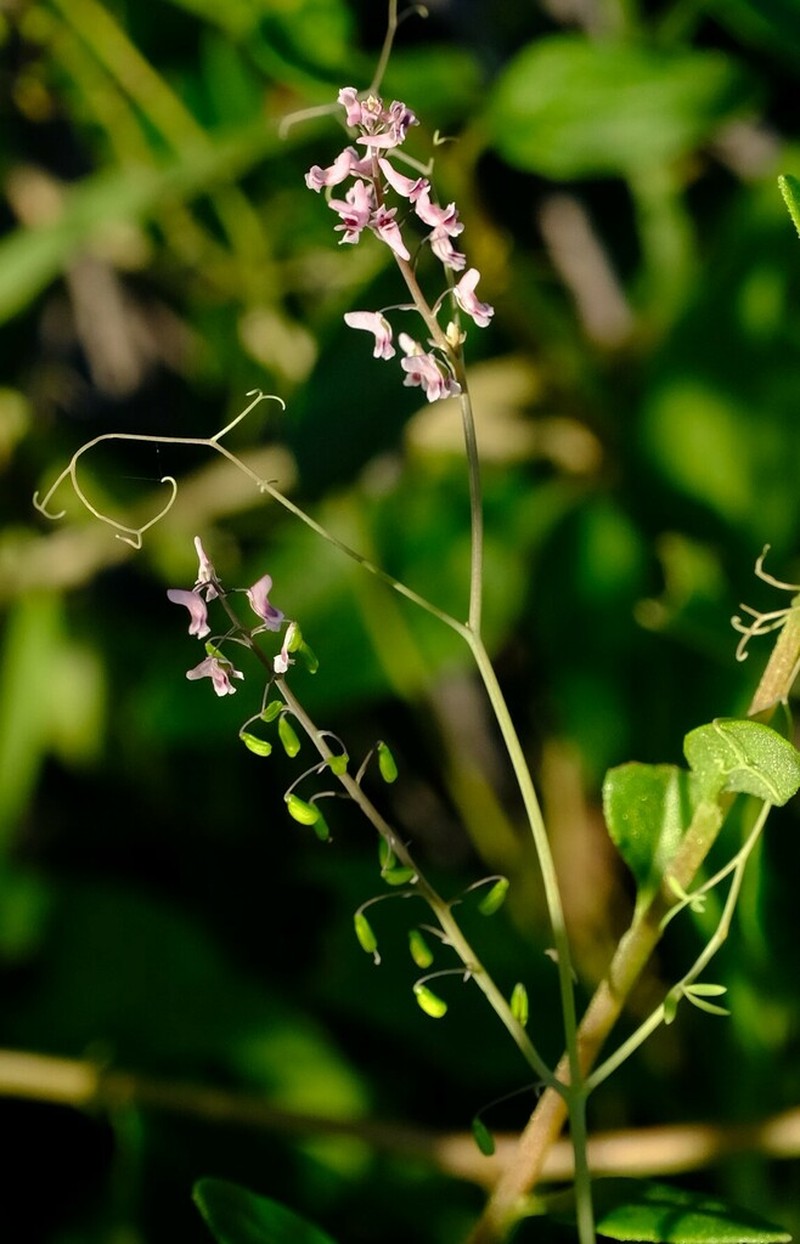 Cysticapnos lichtensteinii photo 4