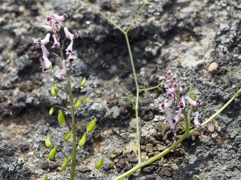 Cysticapnos lichtensteinii photo 5