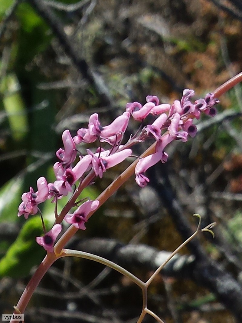Cysticapnos lichtensteinii photo 6