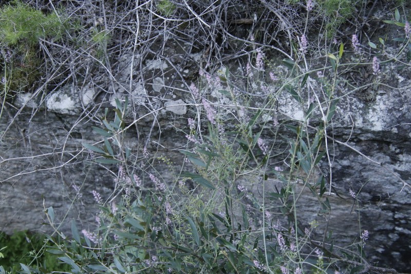 Cysticapnos lichtensteinii photo 8