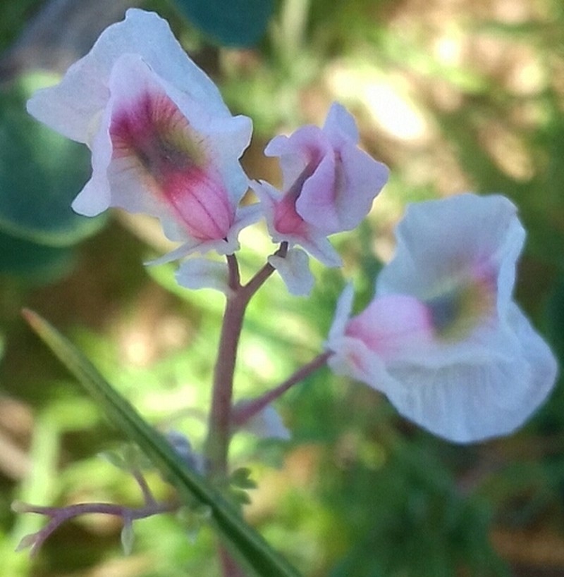 Cysticapnos vesicaria subsp. vesicaria