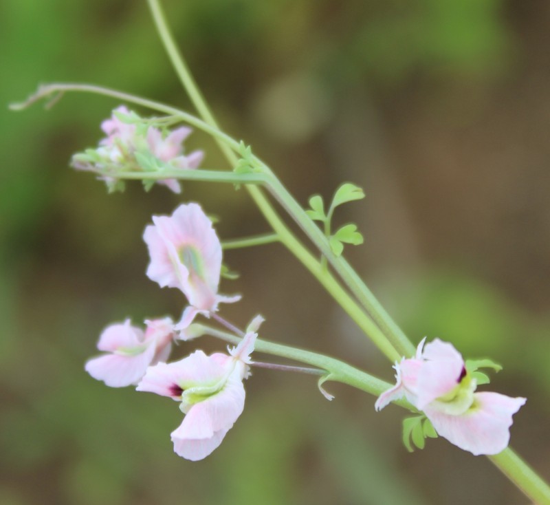 Cysticapnos vesicaria subsp. vesicaria photo 2