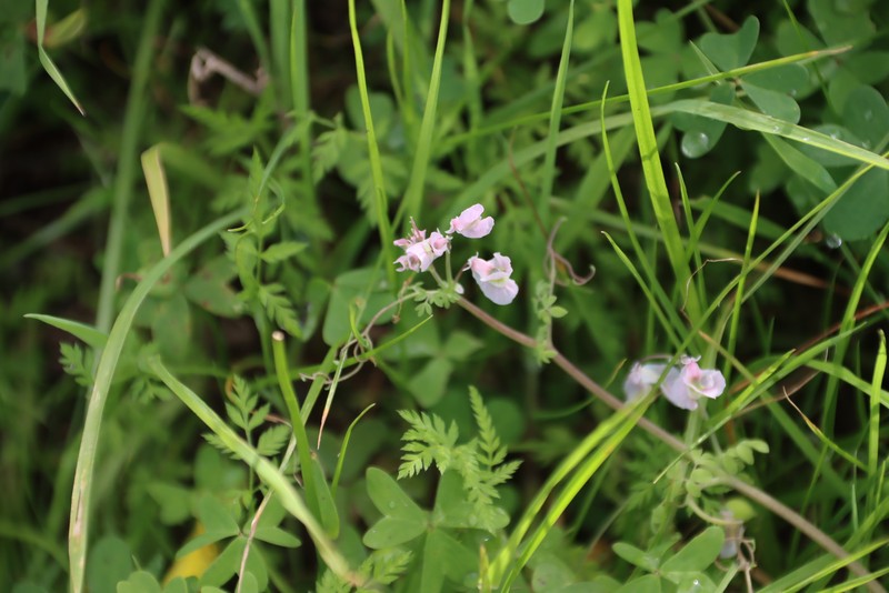 Cysticapnos vesicaria subsp. vesicaria photo 3