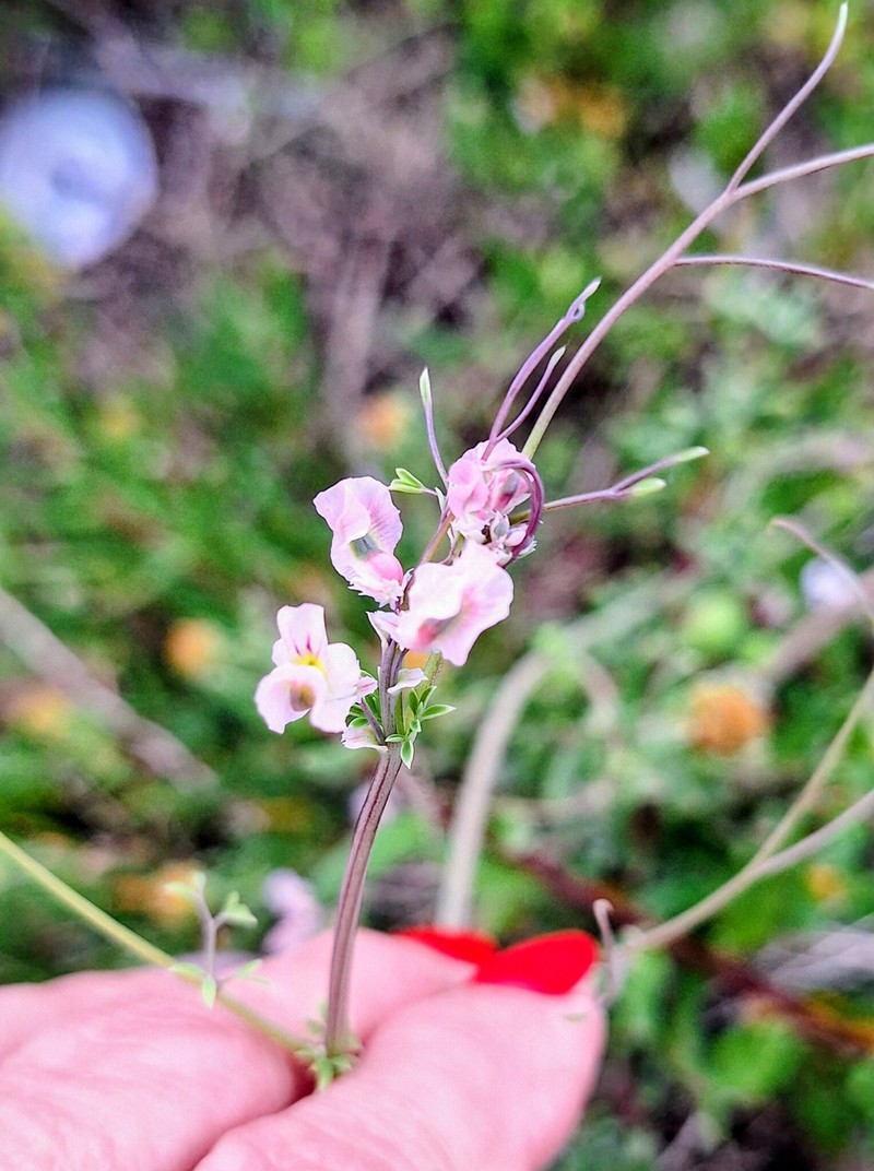 Cysticapnos vesicaria subsp. vesicaria photo 4