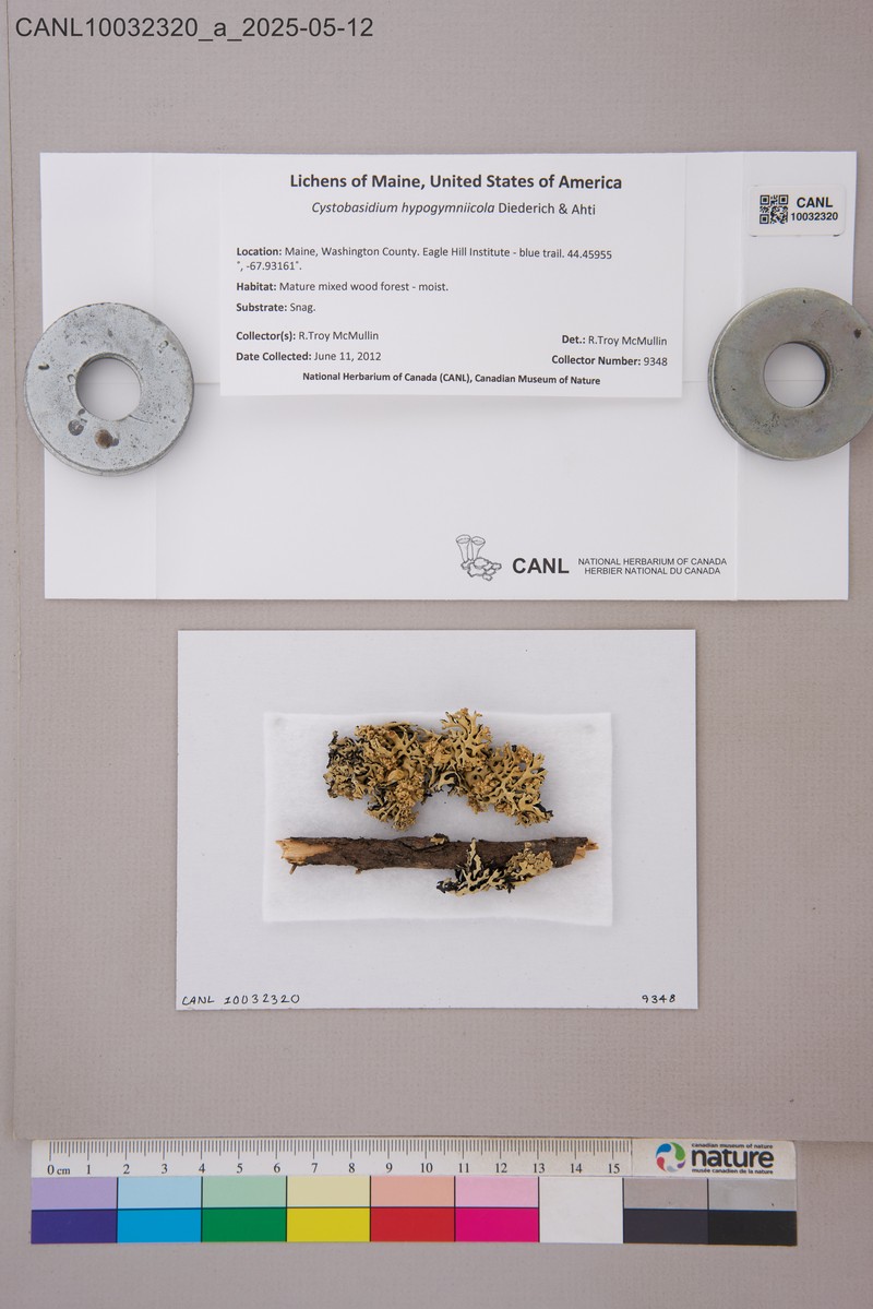 Cystobasidium hypogymniicola