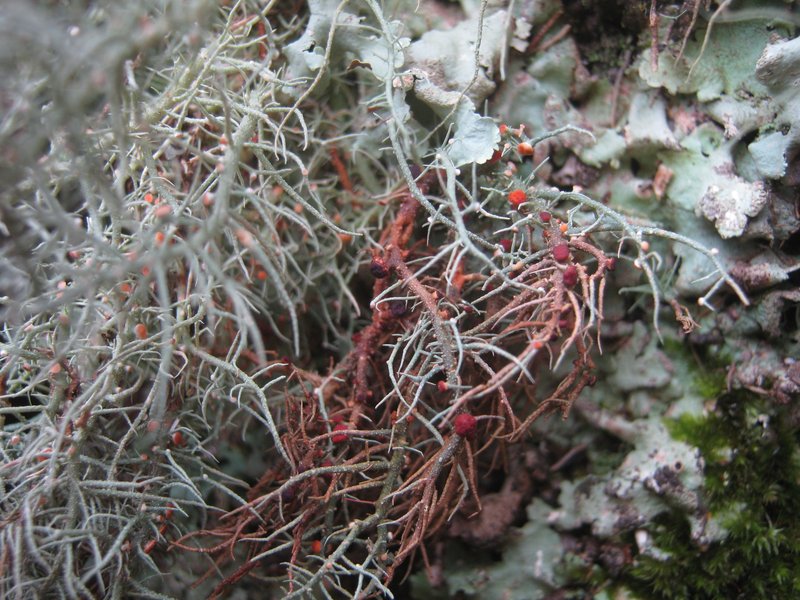 Cystobasidium usneicola