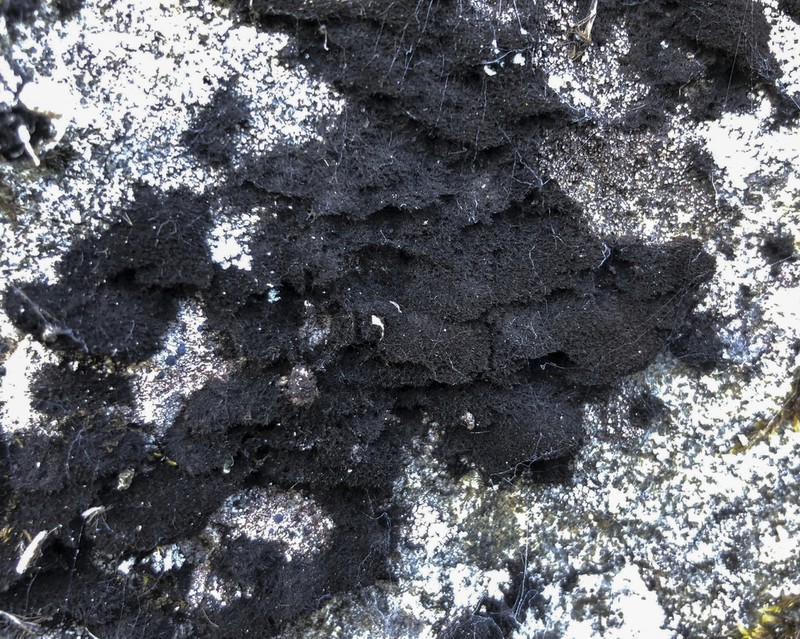 Velvet Lichen