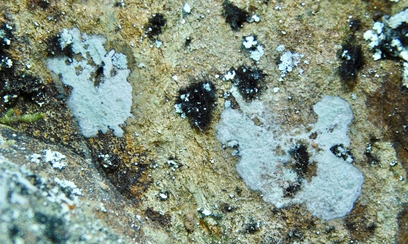 Velvet Lichen photo 2