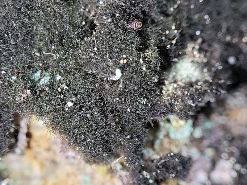 Velvet Lichen photo 3