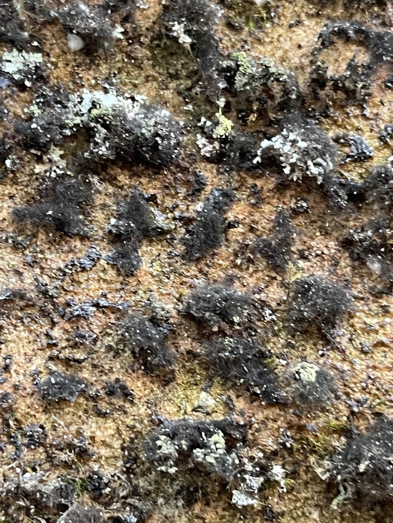 Velvet Lichen photo 4