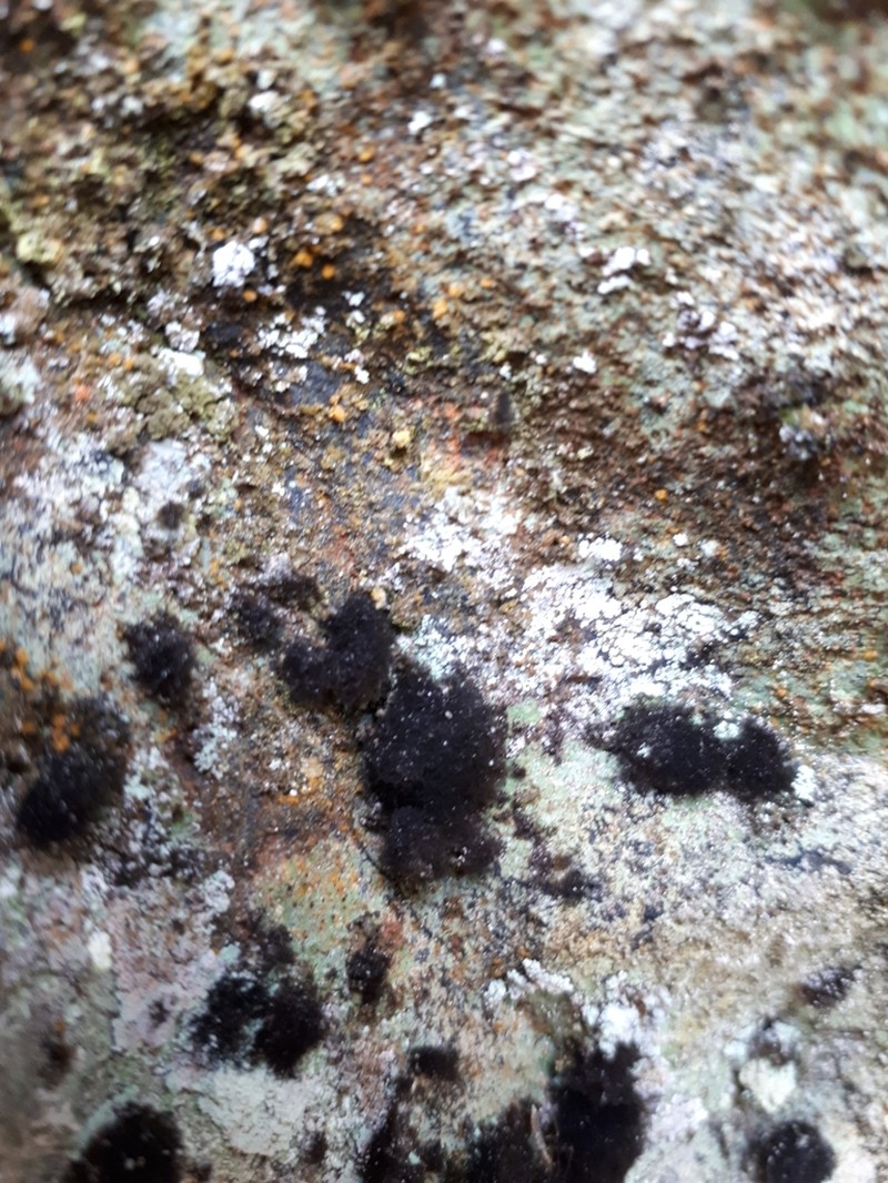 Velvet Lichen photo 5