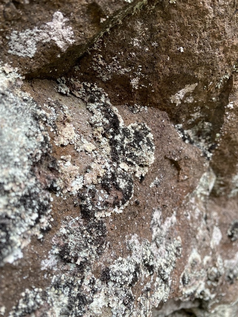 Velvet Lichen photo 6